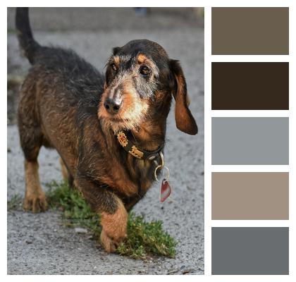 Animal Wire Haired Dachshund Dog Image